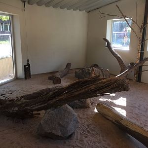 Asian small-clawed otter indoors.