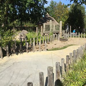 Aldabra giant tortoise exhibit.
