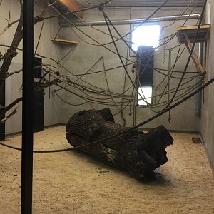 Northern white-cheeked gibbon indoors.