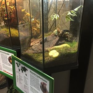 Terrariums in the gibbon house.