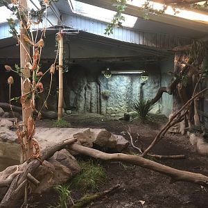 Komodo dragon indoors.