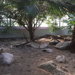 Komodo dragon indoors.