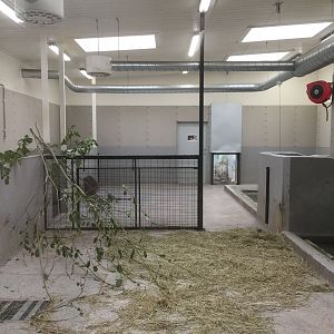 Pygmy hippopotamus indoors.