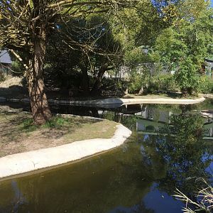 Pygmy hippopotamus exhibit.
