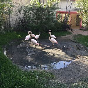 Flamingo Walk-through aviary.