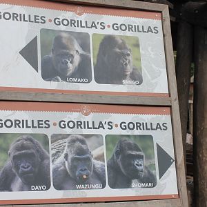Pairi Daiza's Gorillas