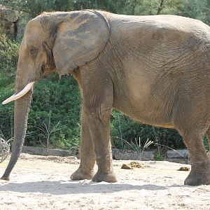 African elephant