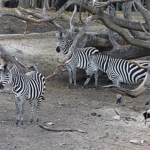 Plain zebras and Crowned crane