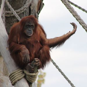 Orang utan