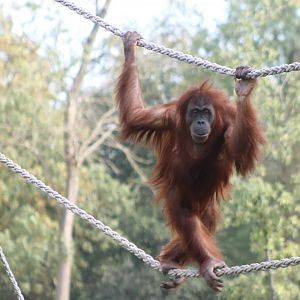 Orang utan in the ropes