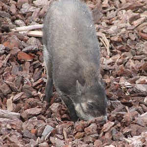 Visayan warty pig