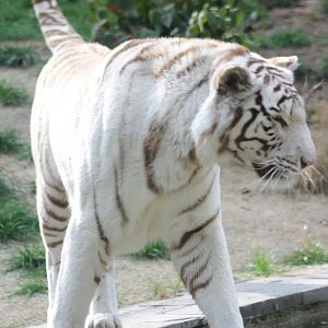 White tiger
