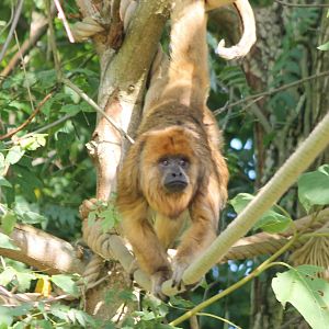 Black howler - female