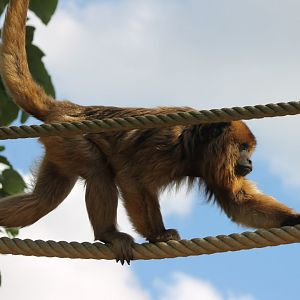 Black howler - female