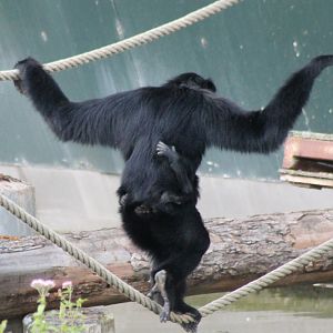 Siamang with baby