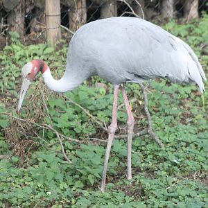 Sarus crane
