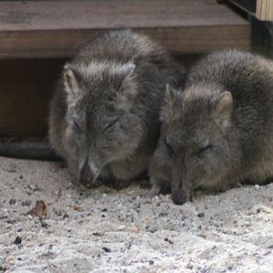 Long-nosed potoroos