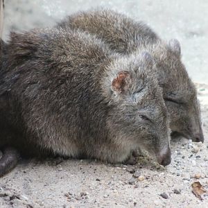 Long-nosed potoroos