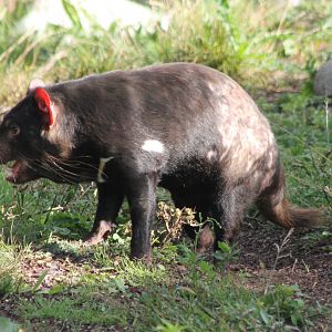 Tasmanian devil