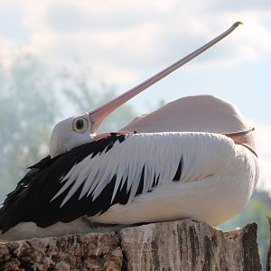 Australian pelican
