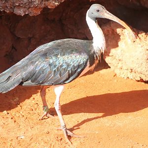 Straw-necked ibis