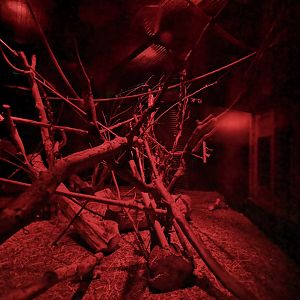 Aye-Aye enclosure (1)