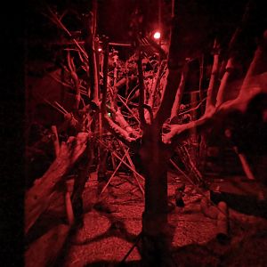 Aye-Aye enclosure (2)