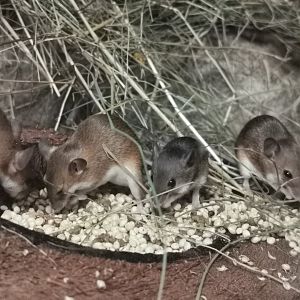 African Pygmy Mouse