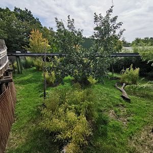 Babirusa enclosure (by Fruit Bat Forest)