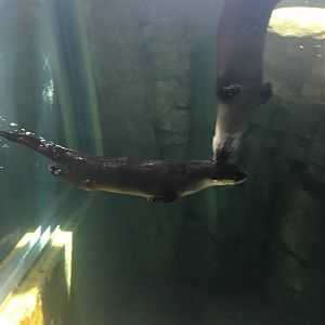 North American River Otter