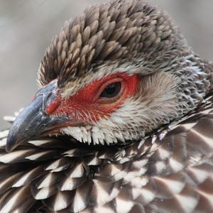 Yellow-necked francolin