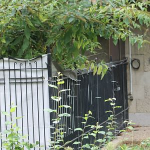 Behind-the-scenes : old pig enclosure