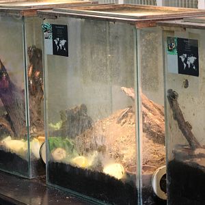 Behind-the-scenes : Invertebrate enclosures