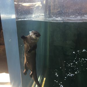 North American River Otter
