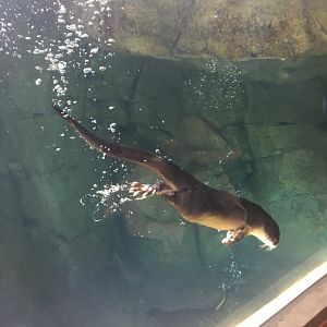North American River Otter
