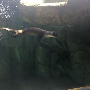 North American River Otter