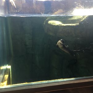 North American River Otter