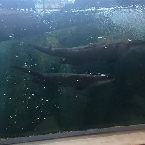 North American River Otters