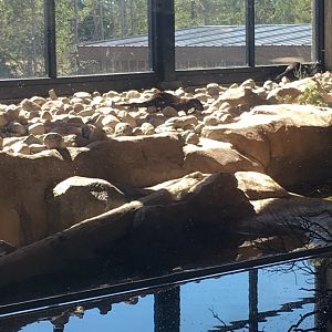 North American River Otter