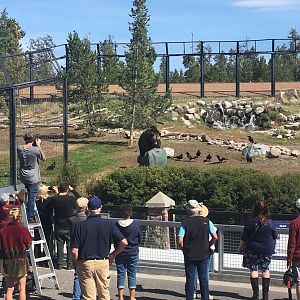 Spirit the destroyer