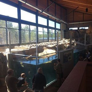 North American River Otter Exhibit