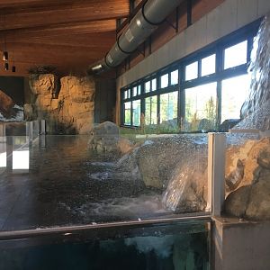 Yellowstone Cutthroat Trout Exhibit