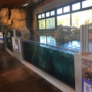 Yellowstone Cutthroat Trout Exhibit