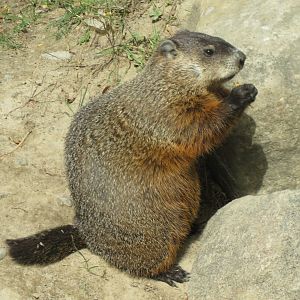 Groundhog