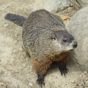 Groundhog