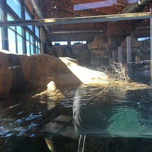 North American River Otter Exhibit