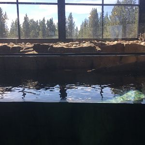 North American River Otter Exhibit