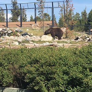 Sam the Mighty Grizzly