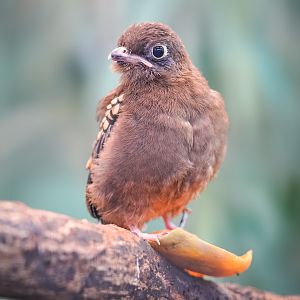 Collared Trogon Fledgling - 02/09/2019