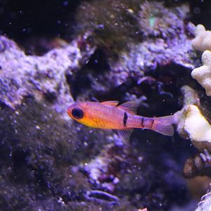 Unknown Fish